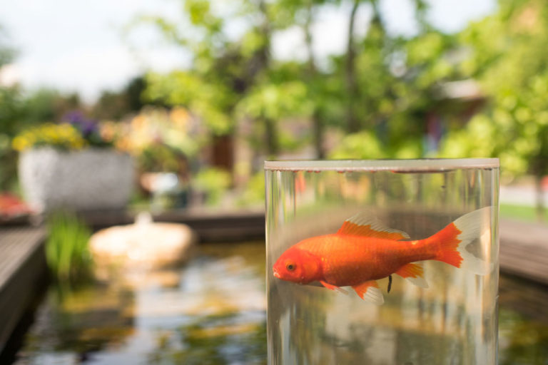 Goldfisch | GrünDesign Gartengestaltung in der Region Hannover, Sehnde